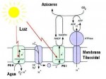 Complejo ATP-Sintasa y Síntesis de ATP