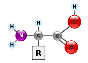 Cadena lateral en aminoácidos La Guía de Química